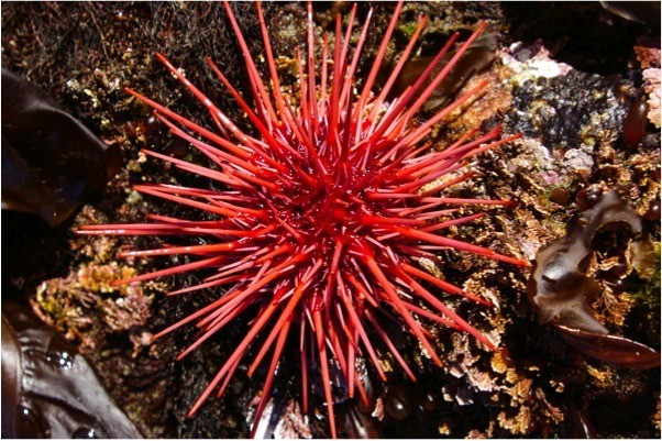 Red Sea Urchin