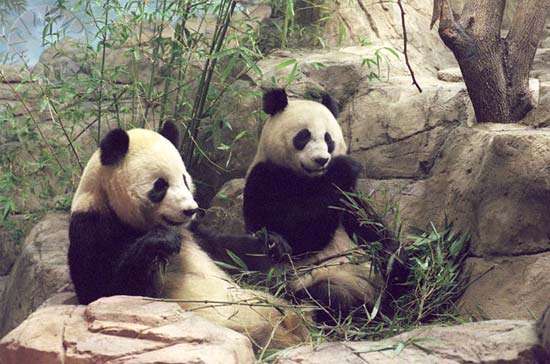 Giant pandas National Zoological Park Washington DC