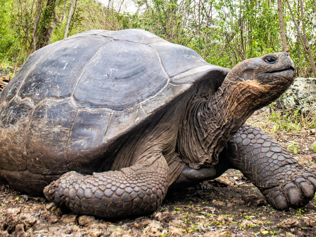 Top 10 Longest Living Animals