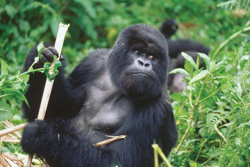 Mountain gorilla Virunga Mountains Rwanda