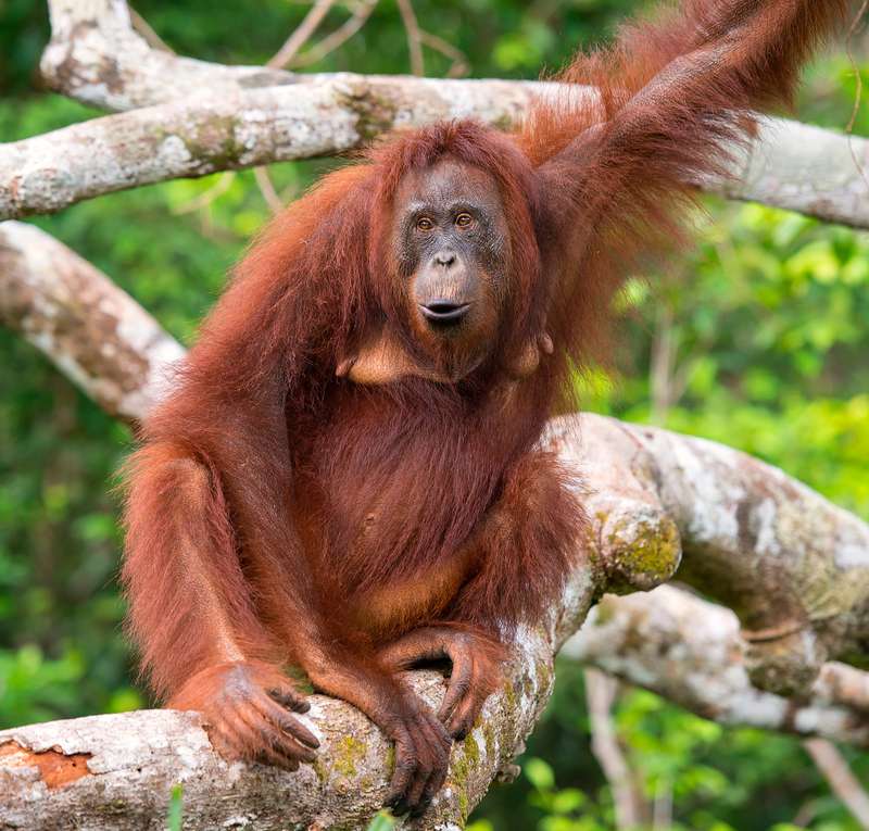 Orangutan