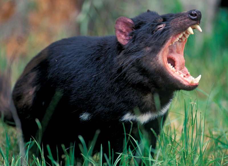 Tasmanian devil