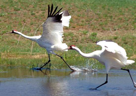 Whooping cranes International Crane Foundation Baraboo Wisconsin