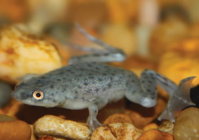 african dwarf frog