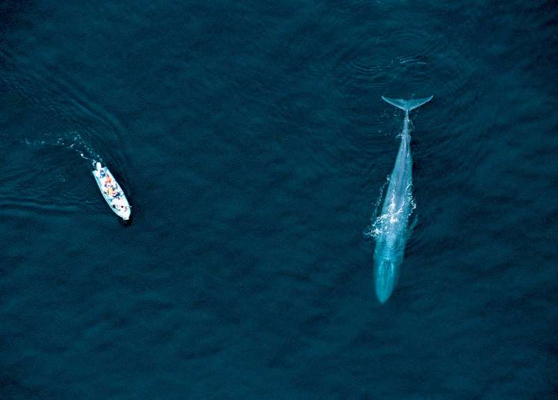 boat blue whale Sea of Cortez