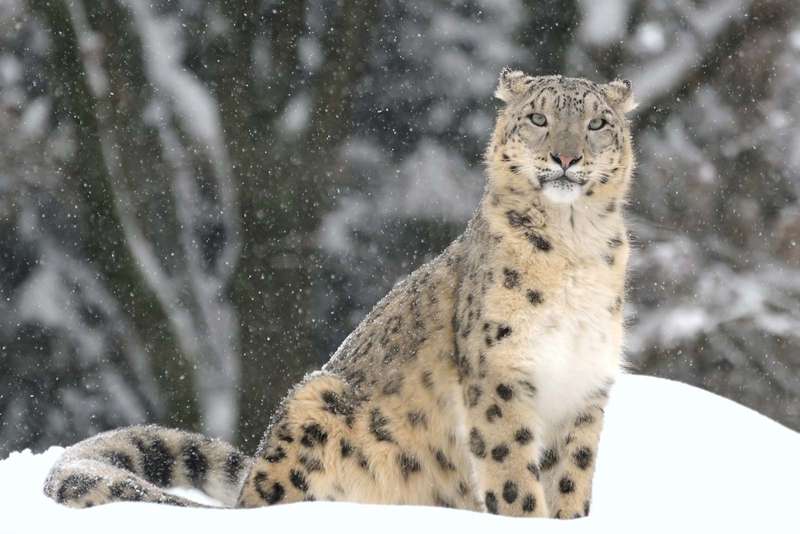 carnivore Snow leopard regions subcontinent Asia Indian