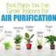 TOP 10 Indoor Plants That You Can Grow in Your House Right Now!