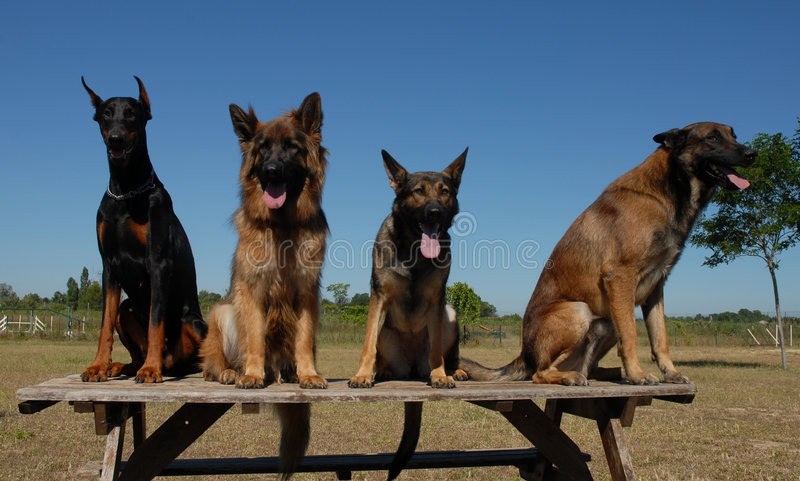 four dogs 2837106