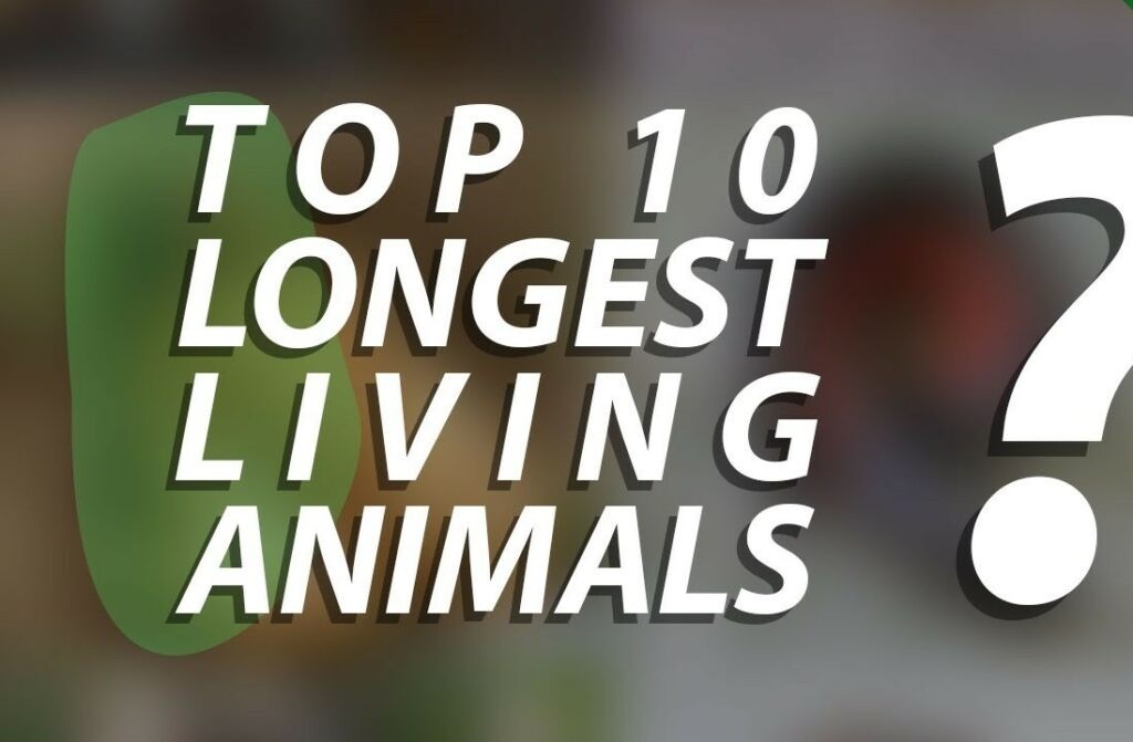 Longest living. Longest Living animals. Top 25 longest Living animals.