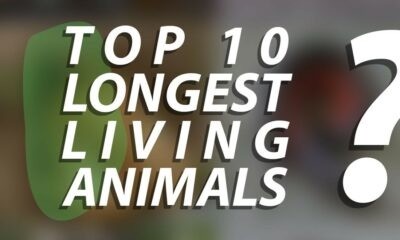 Longest Living Animals