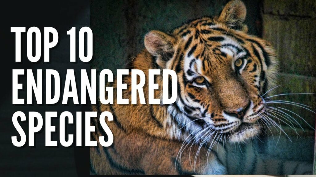 10 Of The Most Famous Endangered Species In 2022
