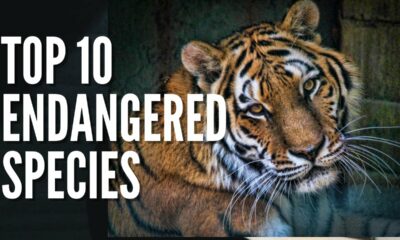 top 10 of the Most Famous Endangered Species