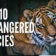 top 10 of the Most Famous Endangered Species