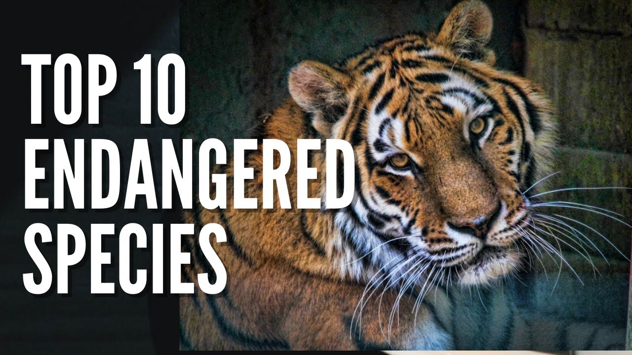 top 10 of the Most Famous Endangered Species