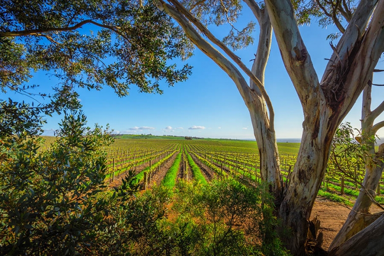 Australia has over 60 separate wine regions