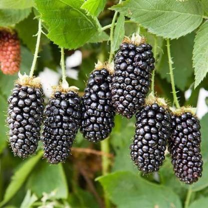 Blackberries