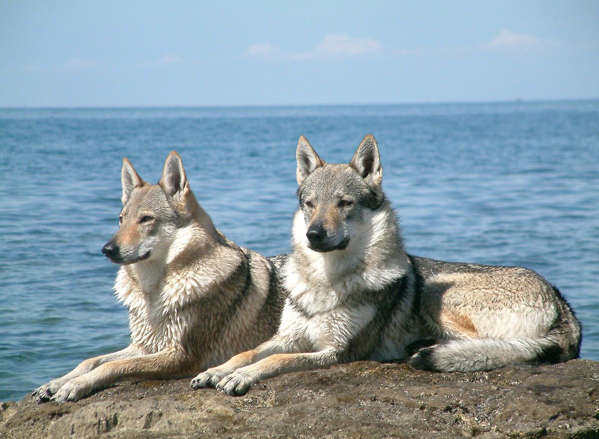 wolfdog - Wikidata