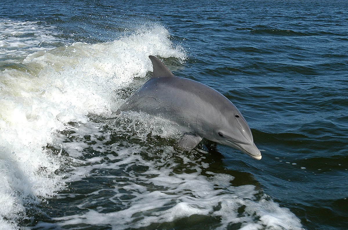 Dolphin - Wikipedia