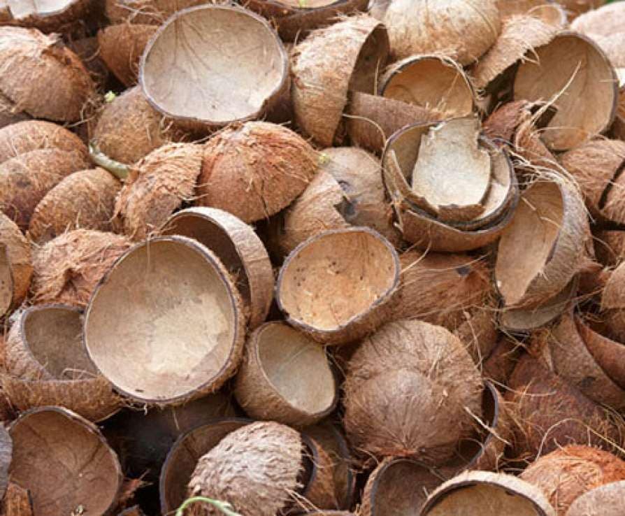 No more a thrash! Earn handsomely with coconut shells | Coconut shell uses| economy| business and finance