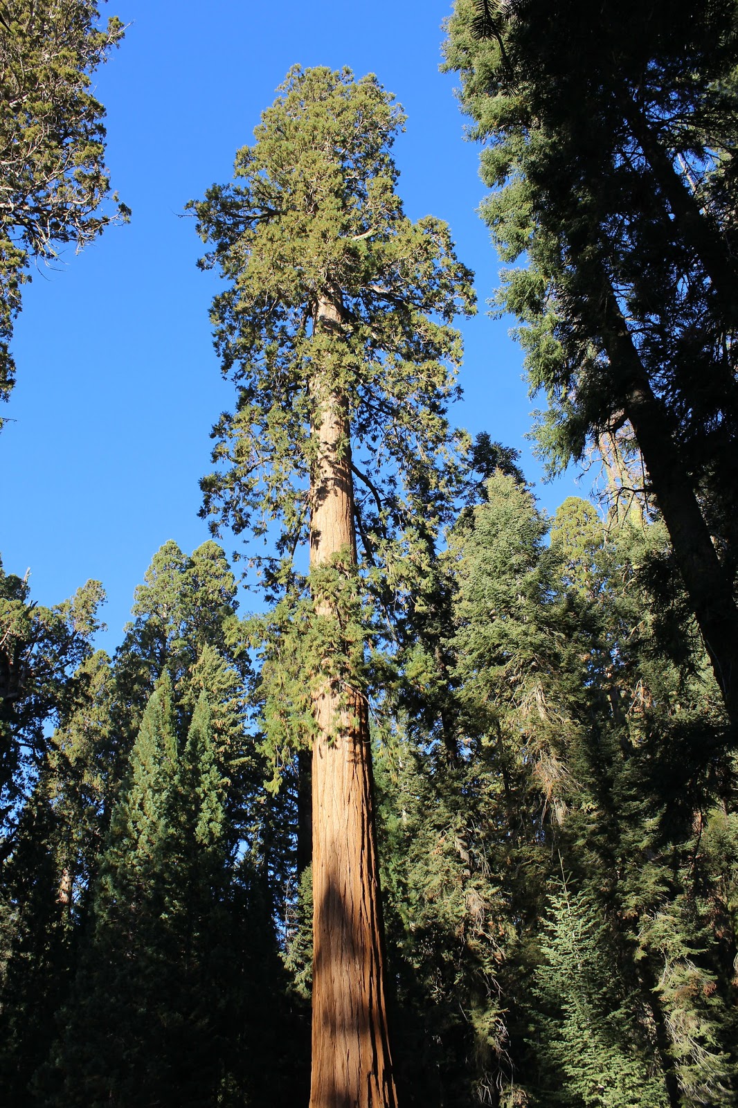 Which is the tallest tree in the world discovered | List of the tallest tree in the world.