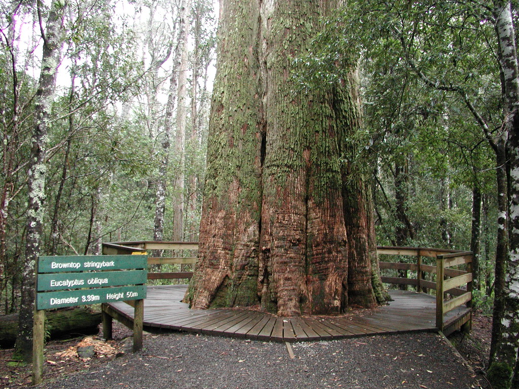 Browntop Stringybark Eucalyptus obliqua Tasi-141 | At and ne… | Flickr
