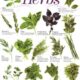 Top 10 herbs