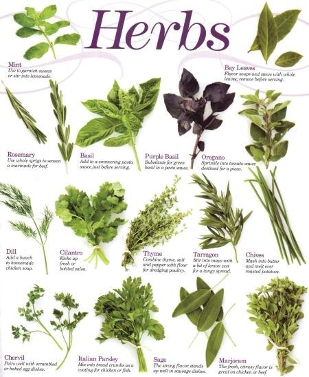 Top 10 herbs