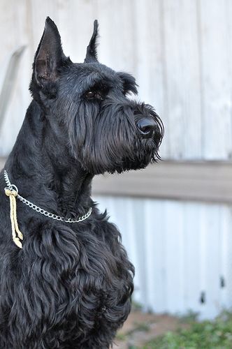 Giant Schnauzer