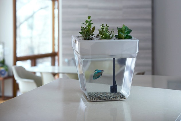 Eco fishbowl