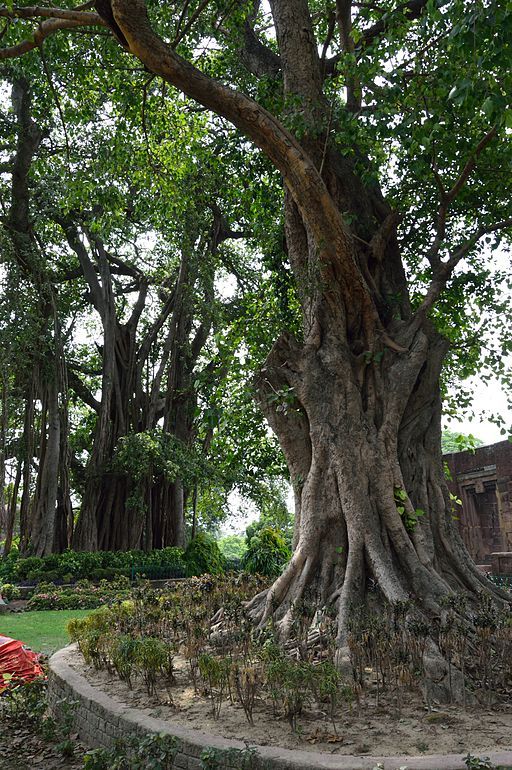 Indian Banyan Tree And Peepal Tree | Tree, Banyan tree, Beautiful nature pictures