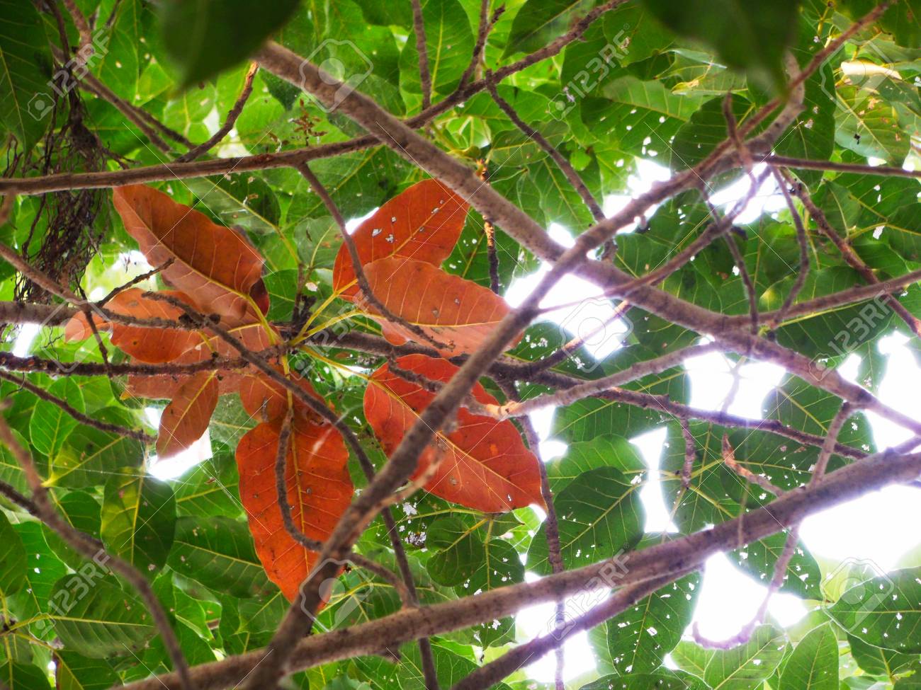 Banyan Tree Red Leaves With Green Leaves In Background Stock Photo, Picture And Royalty Free Image. Image 90230633.