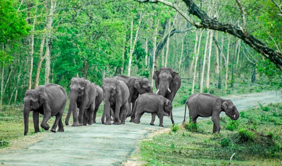 Bandipur National Park - Weekend Thrill