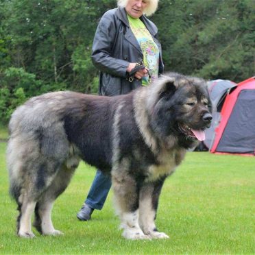 7 Things about Caucasian Mountain Shepherd Future Owner Should Know