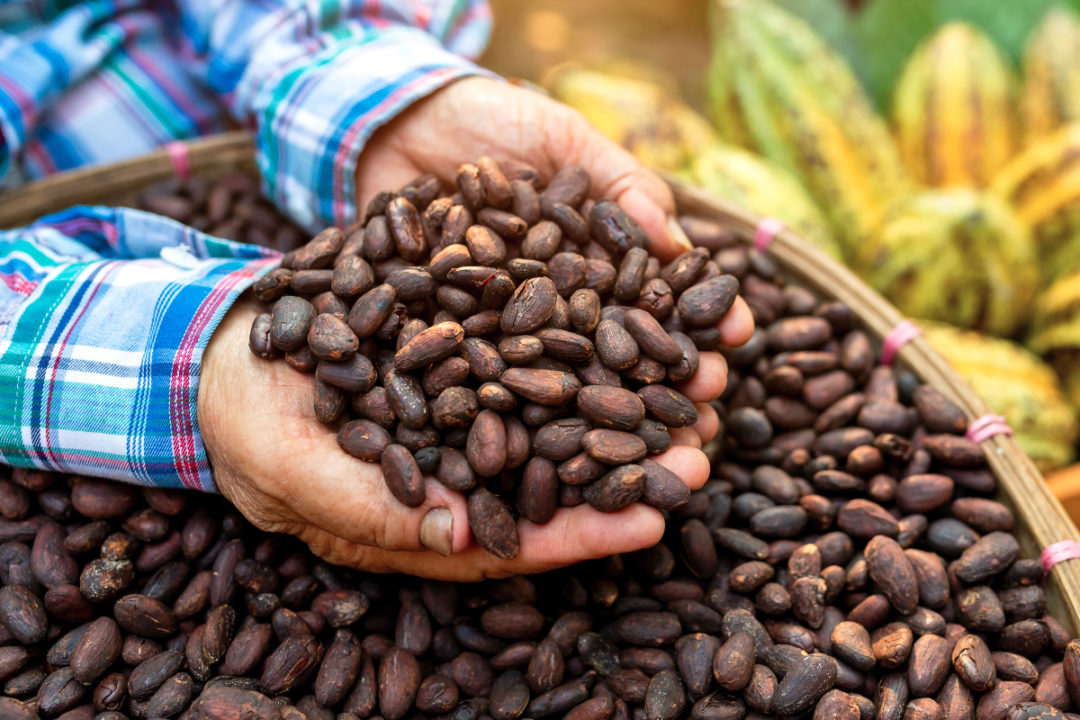 Cocoa bean futures seen down 6% by yearend | 2021-02-08 | Food Business News