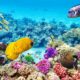 Colorful fish and coral on the Great Barrier Reef, Australia