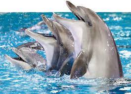 Dubai dolphine show