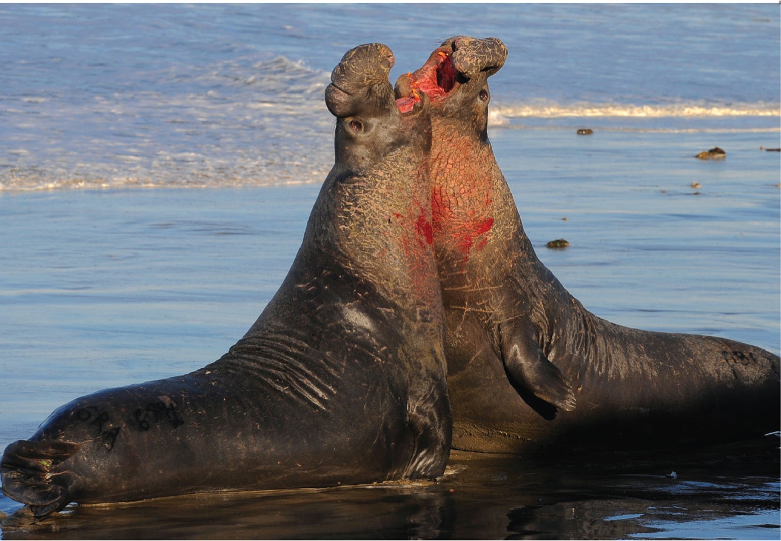 Elephant Seal