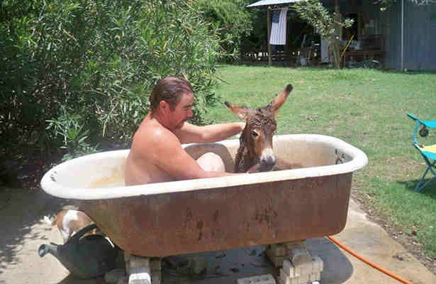 It is against the law to have a sleeping donkey in your bathtub after 7 pm