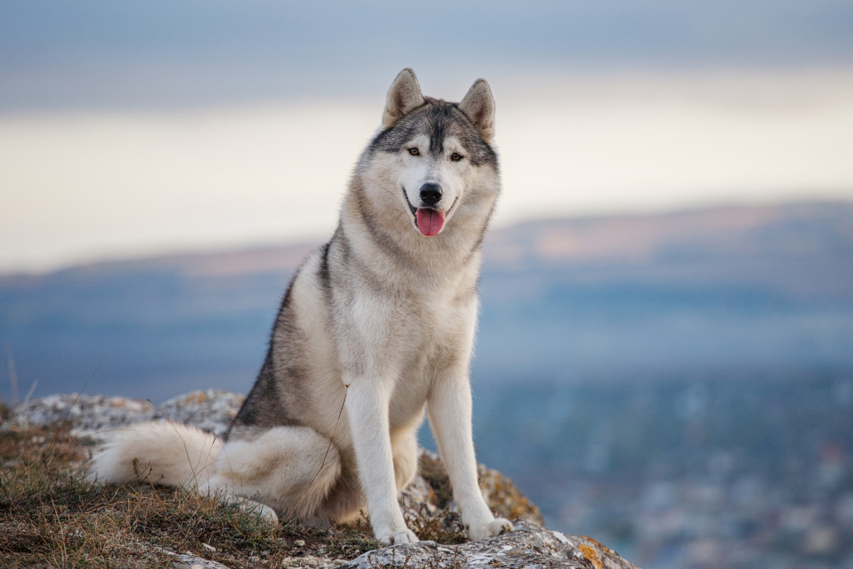 Want to Own a Husky? Consider These 5 Things First