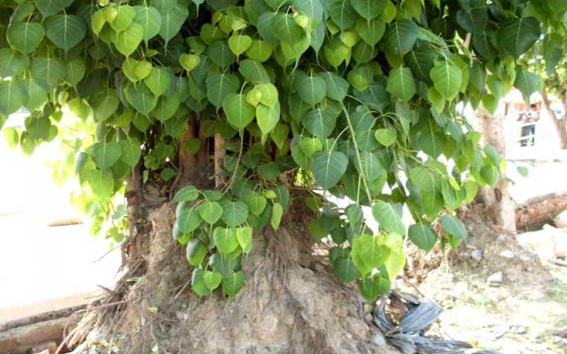 Peepal Tree And Its Worship In Indian Culture - Rgyan