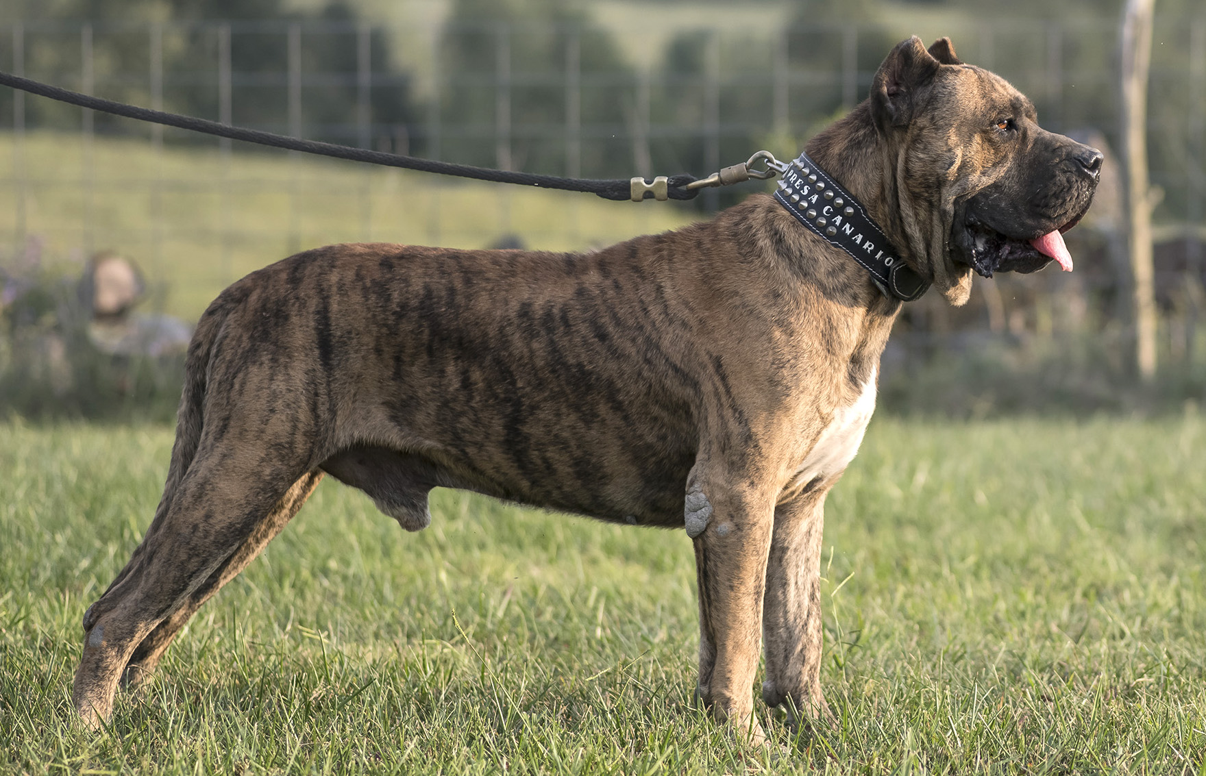 Presa Canario - Wikipedia