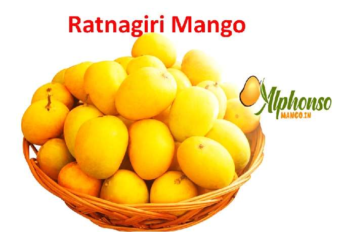 Ratnagiri Mango