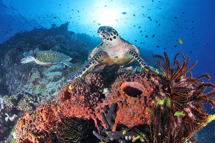 Sea turtles at Madang