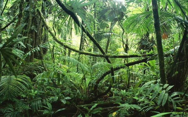 The Amazon Rainforest