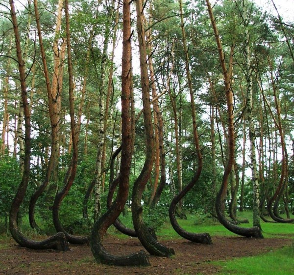 The Crooked Forest
