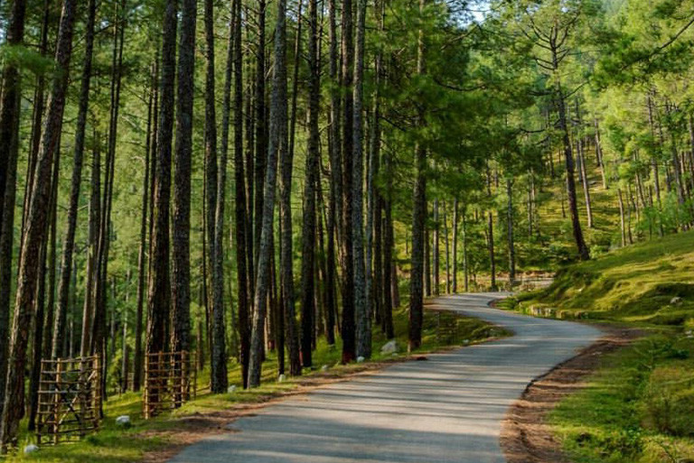 The Dazzling Pine Forest Ooty– Royal Leisure Tours