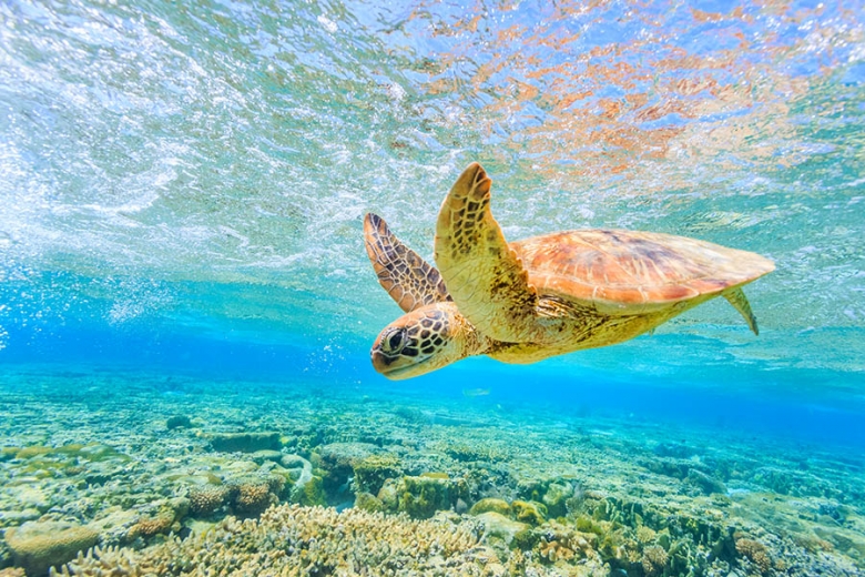 The Great Barrier Reef is the largest eco-system in the world