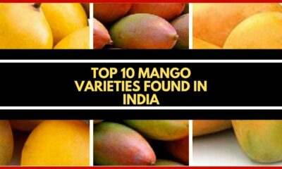 Top 10 varieties of Mango