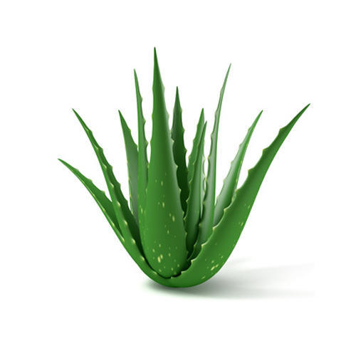 Aloe Vera Leaves, Packaging Type: Grow Bag, Rs 25 /plant D D Exports | ID: 9808371233
