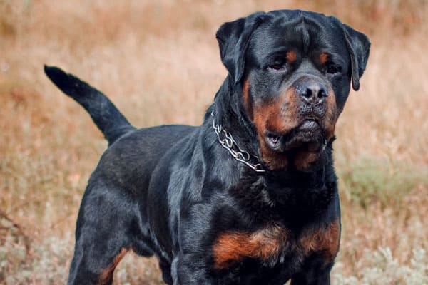 Are Rottweilers Friendly With Strangers: What to Expect | Anything Rottweiler